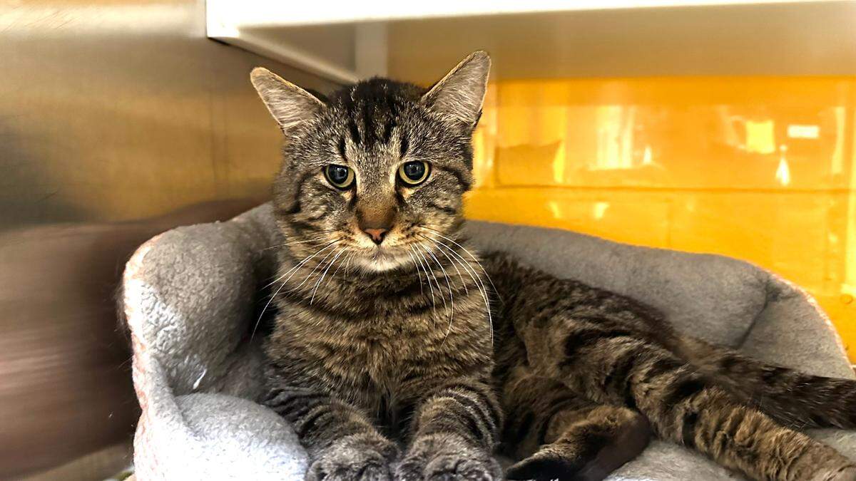 Al has traded in a life on the street for a life of luxury. He’s looking for a new home at Wayside Waifs.