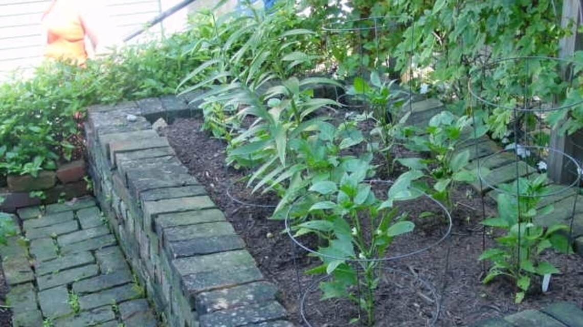 Ready to pick a peck, pickled or not? Here’s how to grow peppers in garden, container