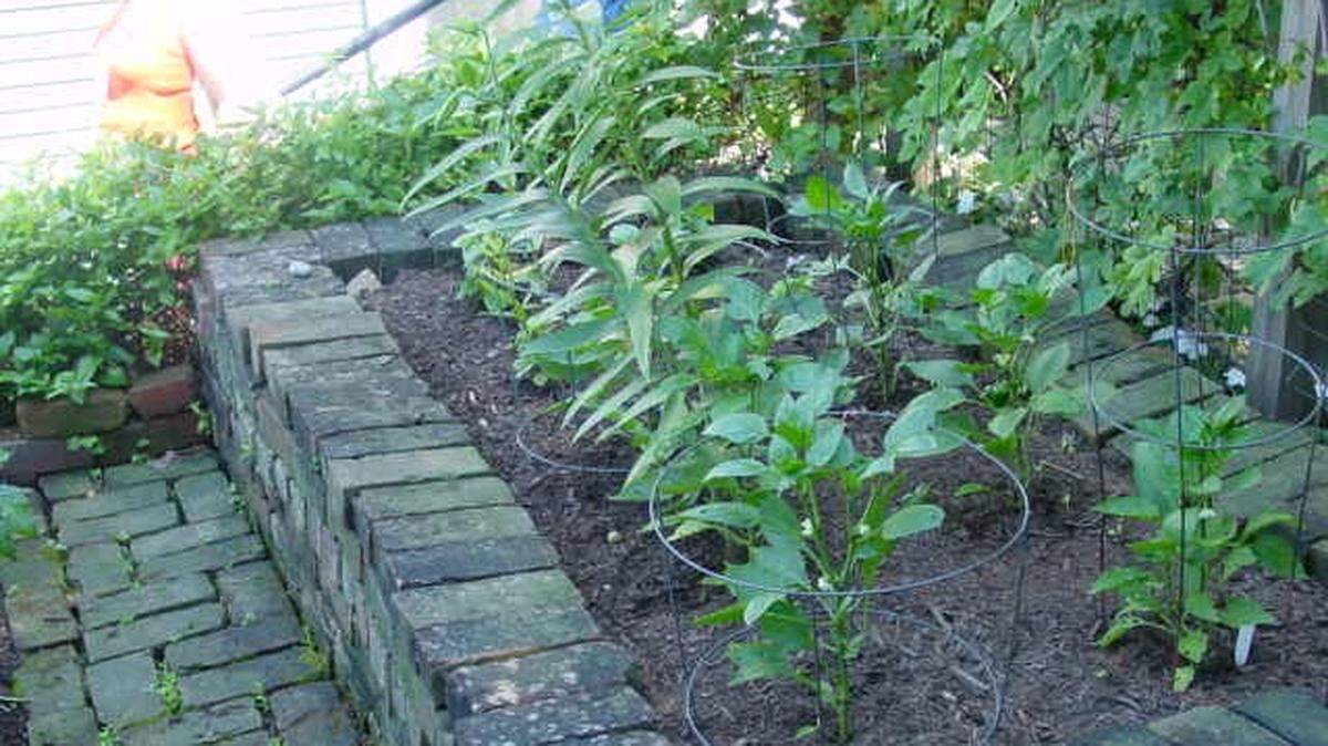 Cages may help support plants that are heavy with larger variety peppers, like bell.