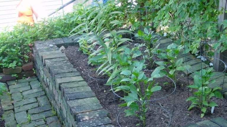 Ready to pick a peck, pickled or not? Here’s how to grow peppers in garden, container