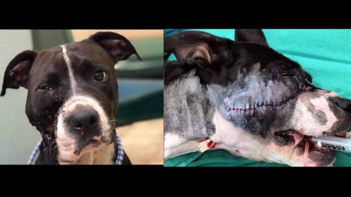 Gloria the pit bull, left, survived several hours of surgery Tuesday after she was found in Saline County, Mo, last week with a gunshot wound to the face. She was recovering at Unleashed Pet Rescue in Mission, Kan.