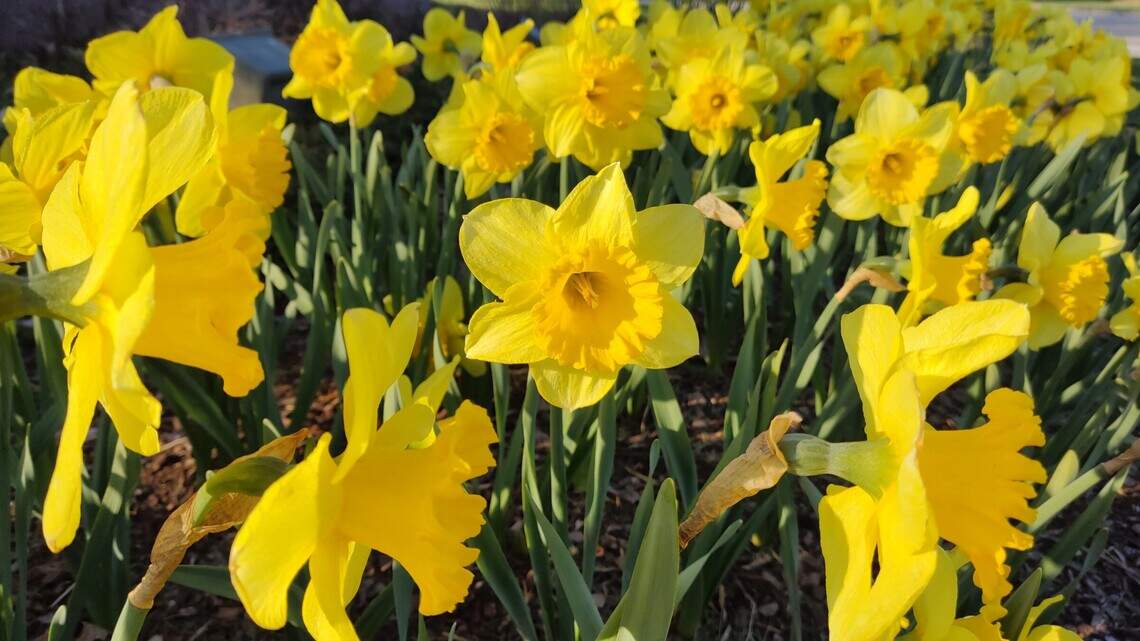 Keep your harbingers of spring happy and those daffodils will bloom again next year