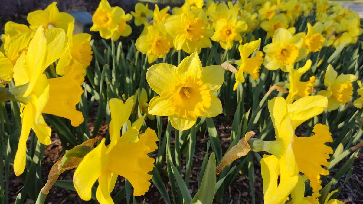 A bright swath of daffodils is a cheerful sight at the Johnson County Extension office’s “native flora” garden. While they aren’t native, exceptions can be made for a bit of cheer after a long winter.