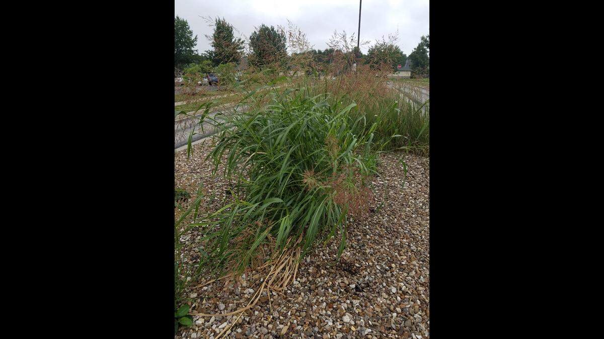 Noxious weeds impacting suburbanites are Johnsongrass and musk thistle.