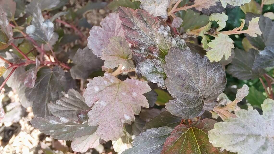 Rainy days mean lush gardens, but beware moisture-loving fungal, bacterial diseases