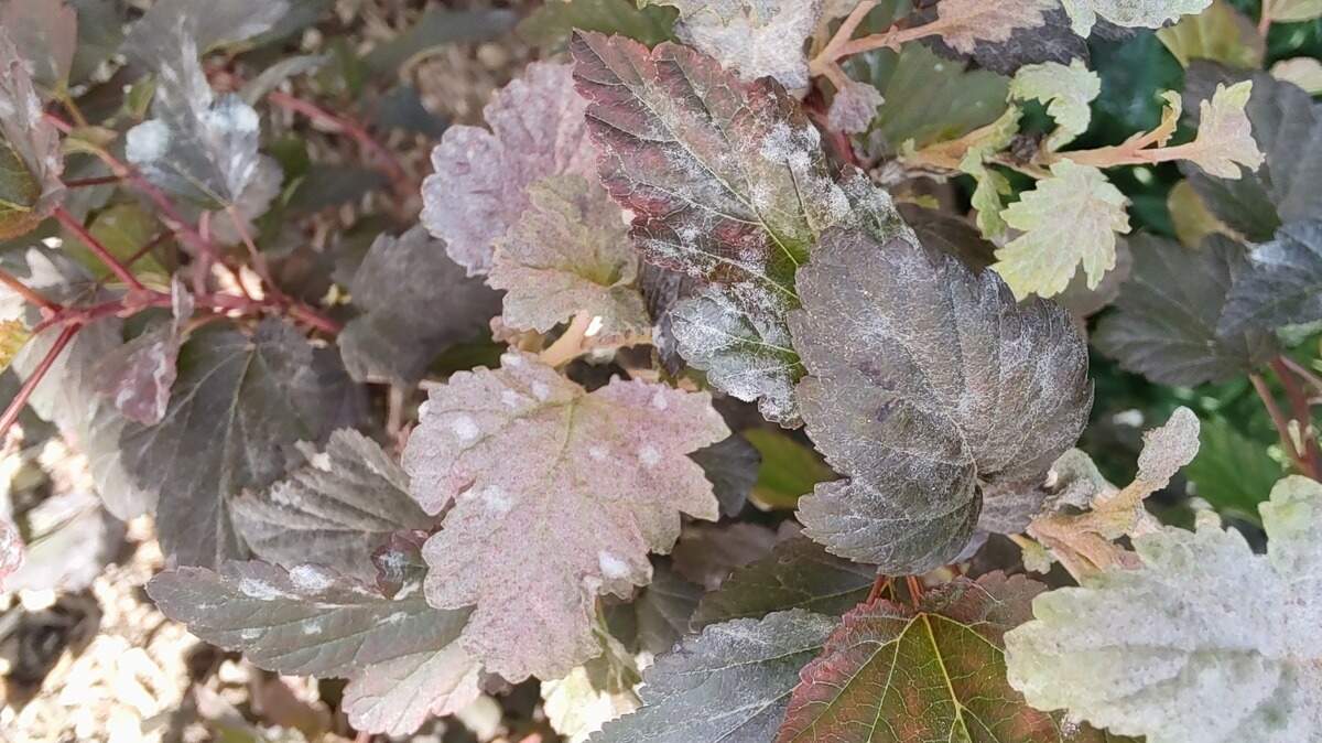 Diseases like powdery mildew, visible on this plant, can take over the garden in very moist conditions.