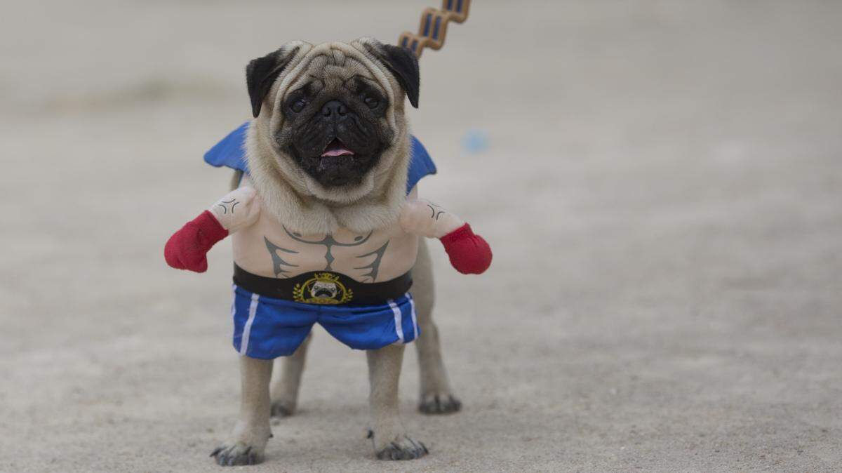A study by researchers at two British universities suggests that other domestic animals and carnivorans - including bears, wolves and pigeons - have cognitive abilities that match that of dogs. In other words, dogs might not be as smart as you think.