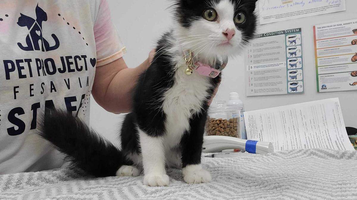 This cat was found near W Minor Drive & Avila Circle on Sunday and was taken in by the KC Pet Project. He will be held for three more days as part of the mandatory five-day hold on stray animals, then he will be available for adoption.