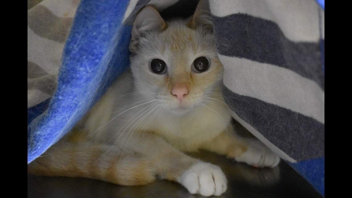 Want someone to snuggle under the blankets with you? Meet this kitty at Wayside Waifs