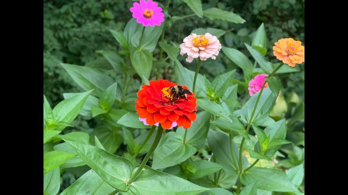 An avid gardener learned a valuable in this bright patch: With great beauty sometimes comes great pain.