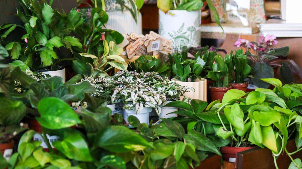 Various plants are seen lying on a table at Monstera’s Books on Dec. 6, 2025.