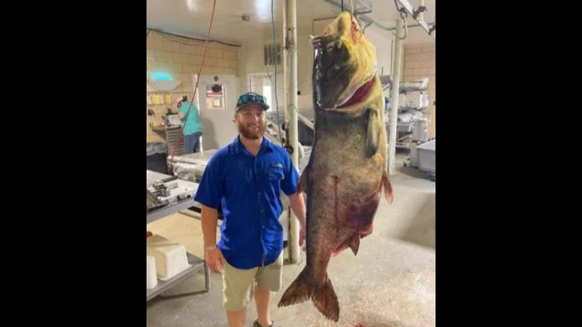Matt Neuling, of Perryville, broke a world record under alternative methods after shooting a 125-pound, 5-ounce bighead carp.