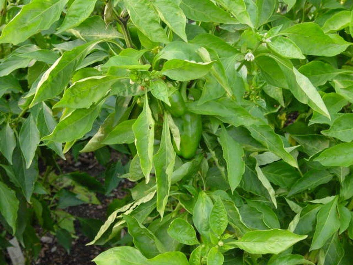 Peppers are fairly easy to grow, but they like warm soil and even moisture.