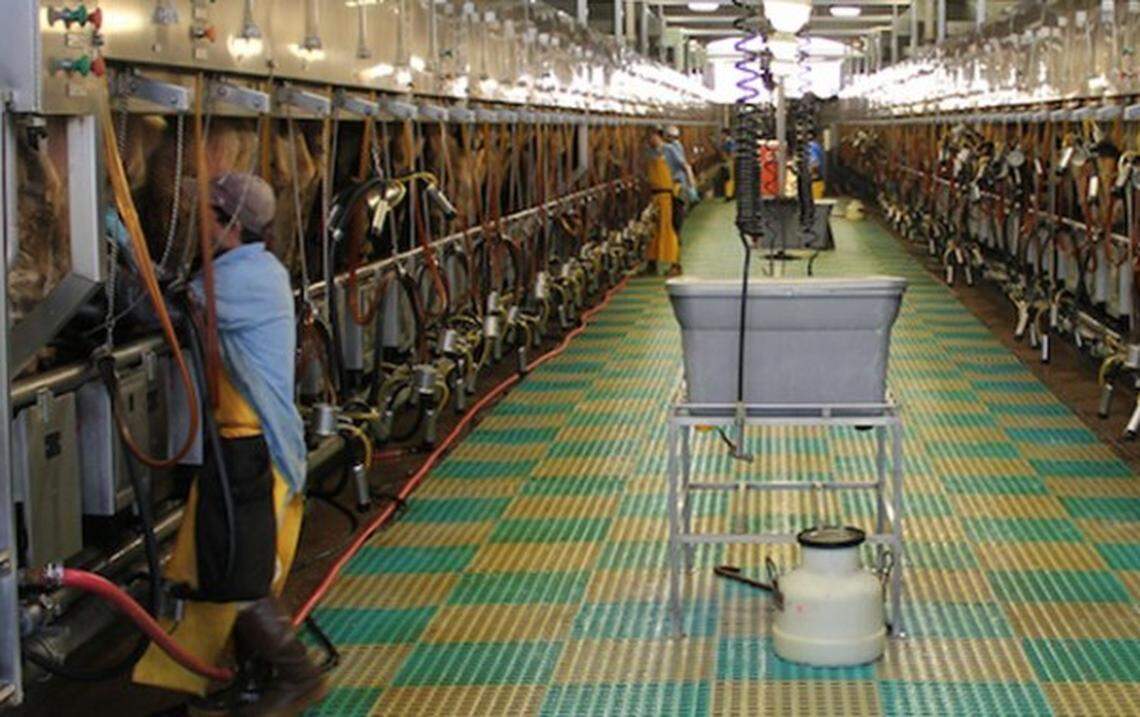 Dairy industry employees work in a milking parlor at a Kansas dairy farm in this photo from the state-run organization Dairy in Kansas.