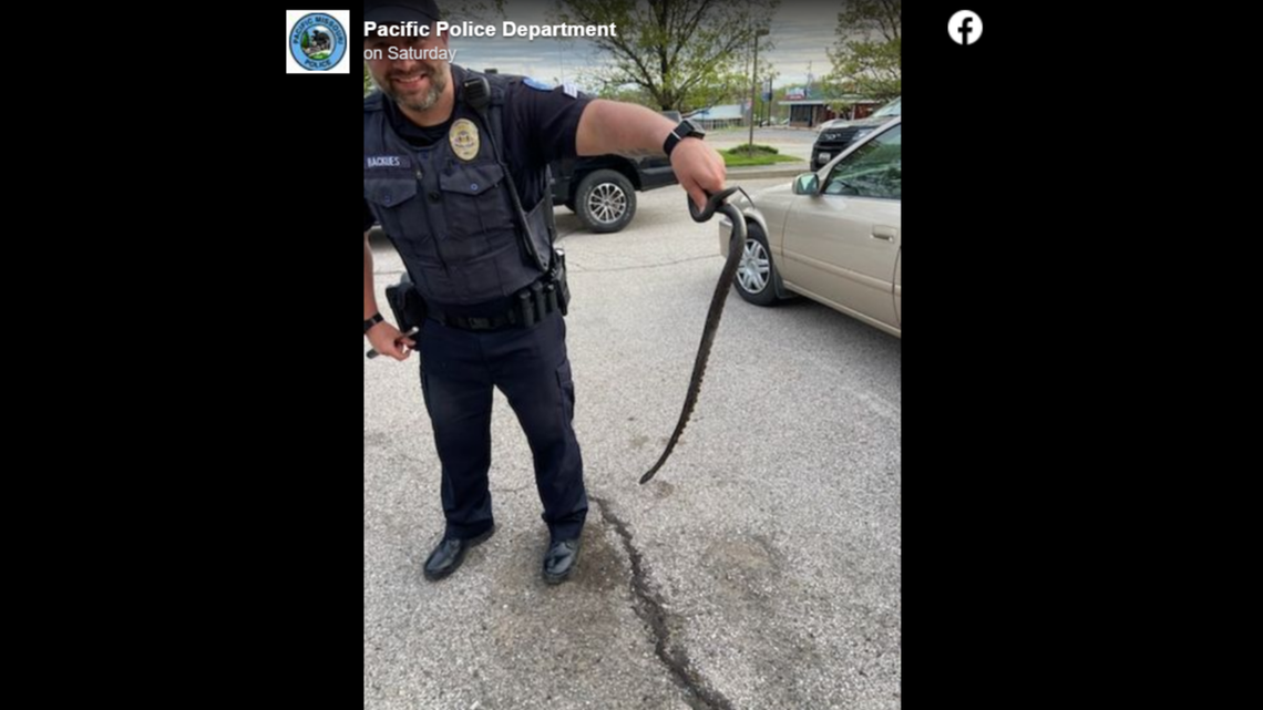 Police in Missouri found a snake inside a woman’s car after she felt “something” slither against her feet.
