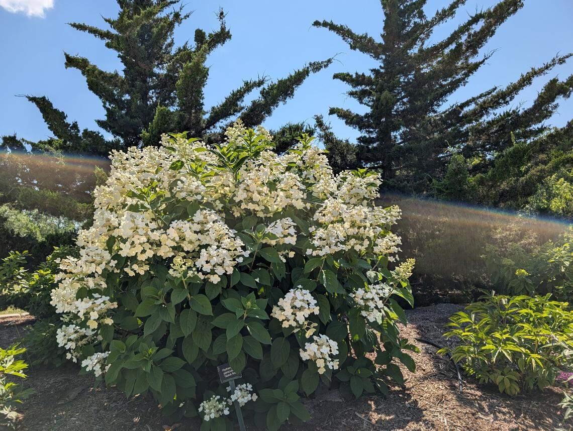 A hydrangea paniculata ‘Quick Fire’ in the Johnson County Extension office’s Garden Gallery Demonstration Garden.