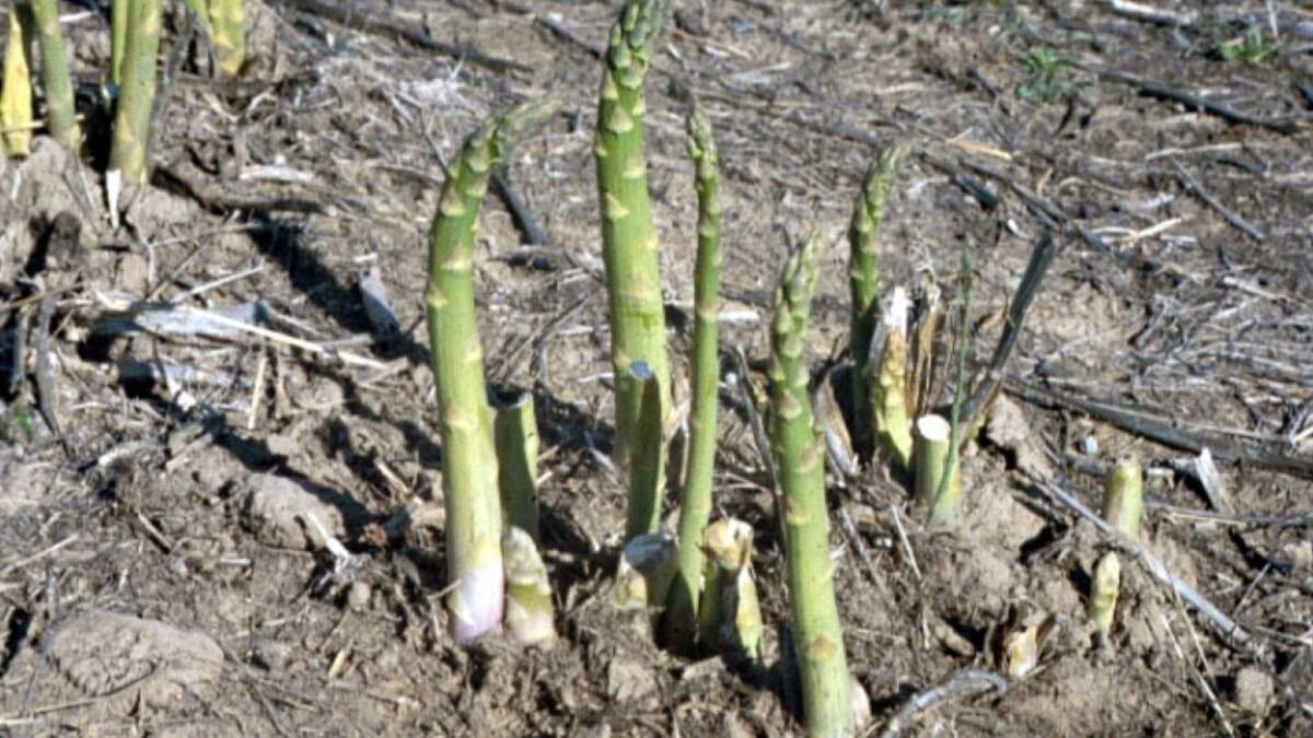 Asparagus can be produced in one location for up to 30 years, and it takes three initial years of growth to reach a state where it should begin being harvested.