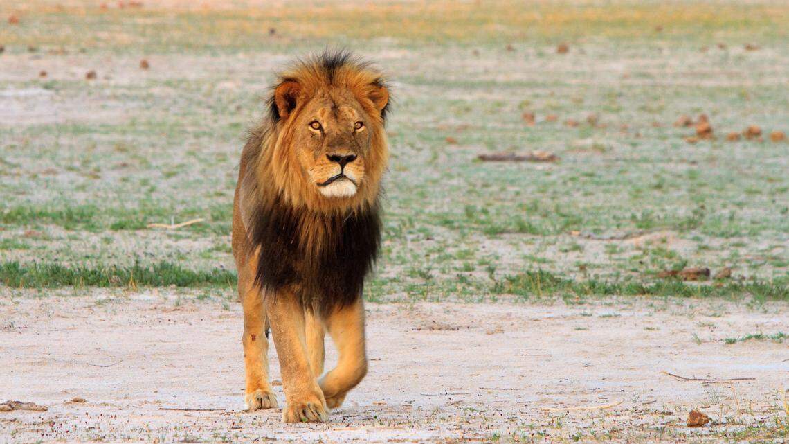 Cecil the lion roaming the plains in Zimbabwe’s Hwange National Park in November 2012.