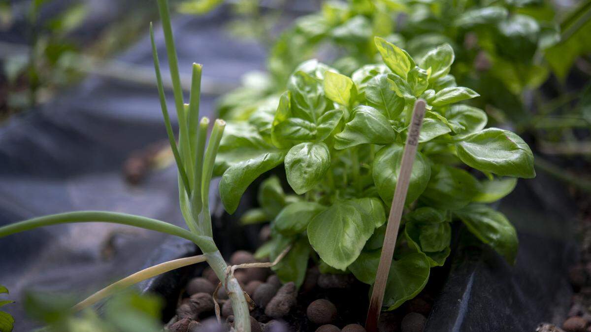 Planting herbs at home is cheaper, fresher and easier than you think. Here’s what to grow, what you need and how to keep your kitchen herbs thriving.