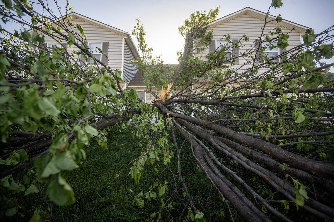 A pear tree was destroyed in the Hearthstone Crossing townhome community near Conti Court and 173rd Street in Belton, which was visible Saturday, April 18, 2026, after a tornado touched down Friday night.
