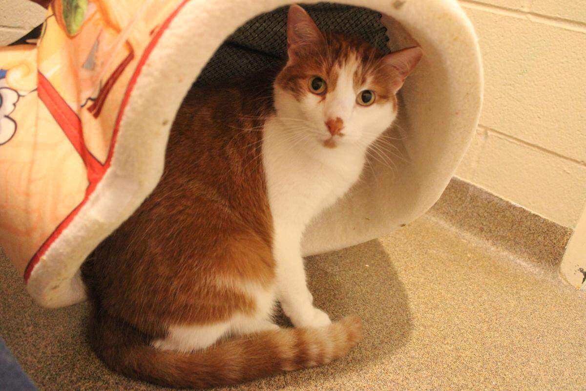 Spanky tends to be shy and playful.
