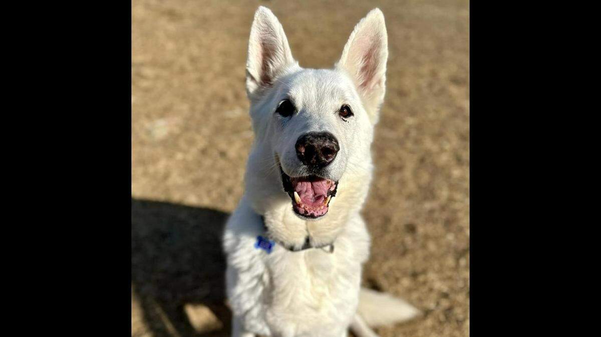 Cooper