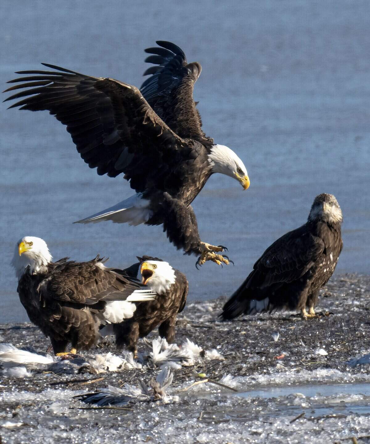 A bald eagle comes in for a landing as other bald eagles feed on a dead snow goose on Friday, Dec. 19, 2025, at Loess Bluffs National Wildlife Refuge in Forest City, in northwest Missouri.