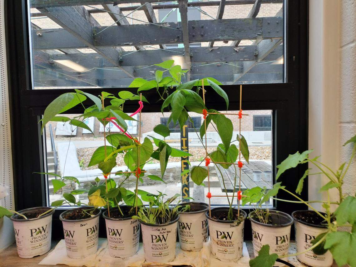Potted vegetable plants are placed on a windowsill at Lee’s Summit High School.