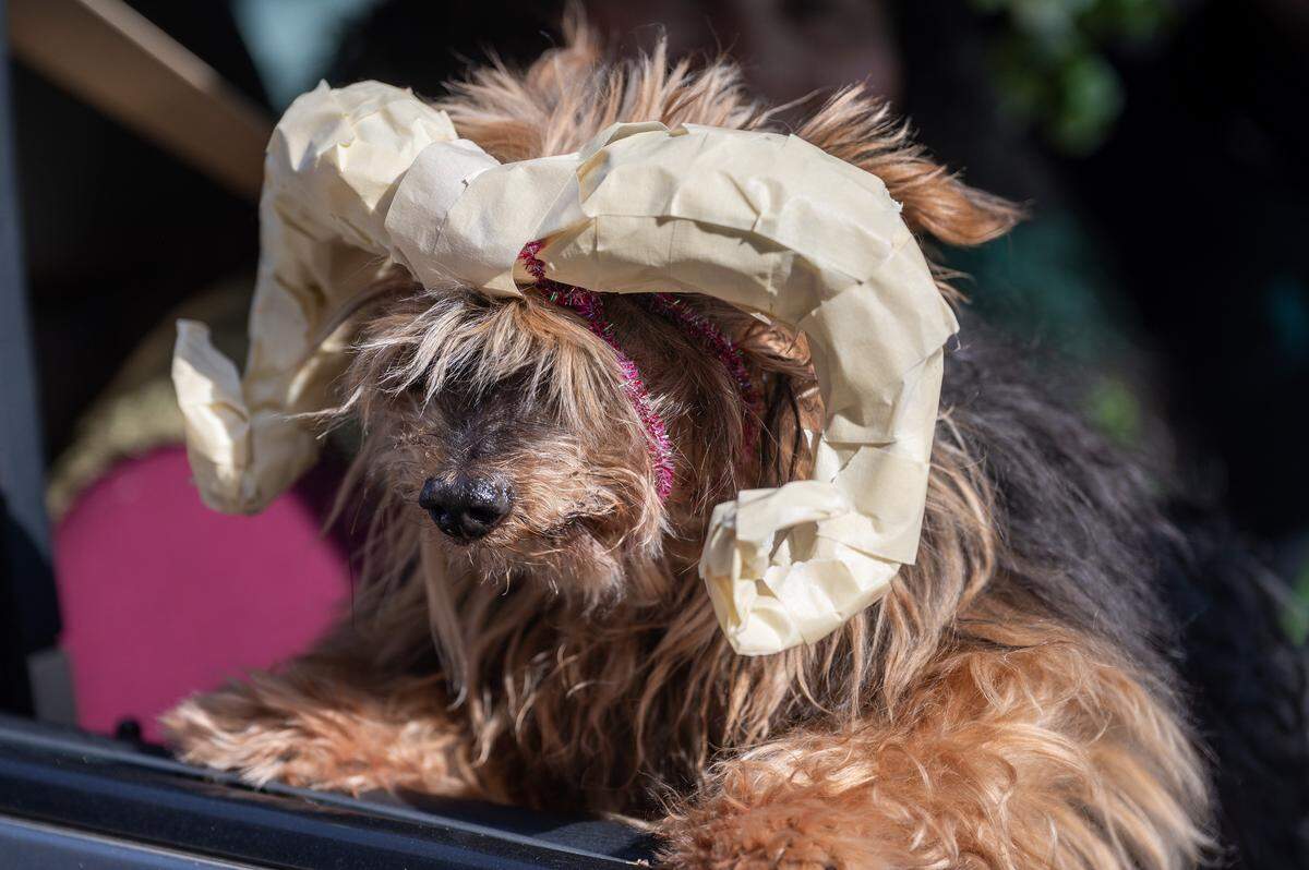 A dog wearing a costume with makeshift horns sits in a car as its owner stops to collect candy during Russell Stover's annual Halloween candy giveaway at the company's headquarters on Friday, Oct. 31, 2025, in Kansas City.
