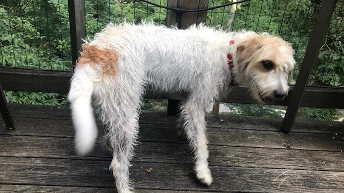 Starting next year, Spring Hill residents will no longer be required to pay a fee to register their cats and dogs.