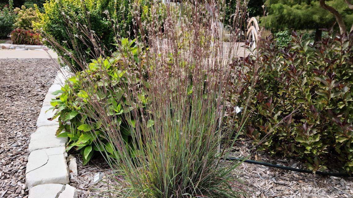 Going green in Kansas City: here are five ways to fight climate change from your home