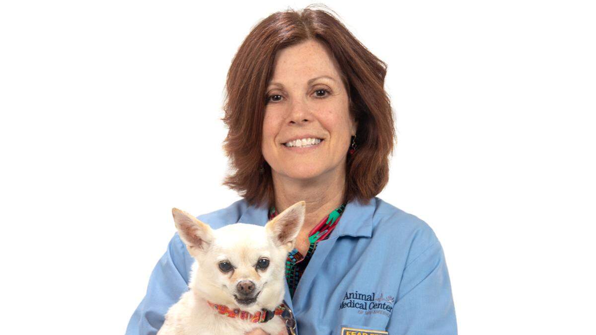 Dogs are hypersensitive to THC, and cannabis edibles can be particularly dangerous for them.