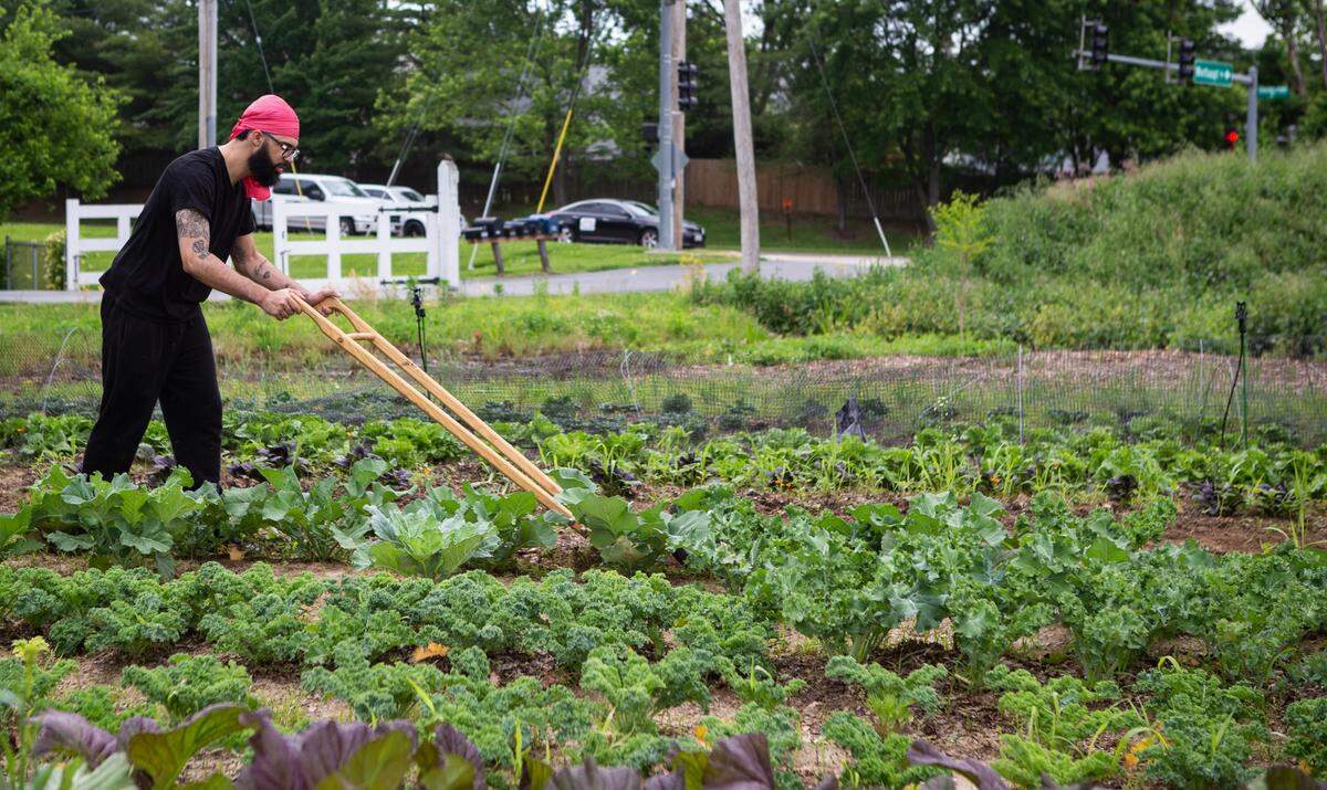 Heru Urban Farming volunteer Devon Veal works to remove weeds from between rows of crops at the farm in Florissant, Missouri. Veal is a first-time volunteer. “Its nice to get to spend the day outside, and to be able to help out a friend,” he said. Farm founder, Tyrean Lewis, has a team of volunteers and employees that help get all the work done.