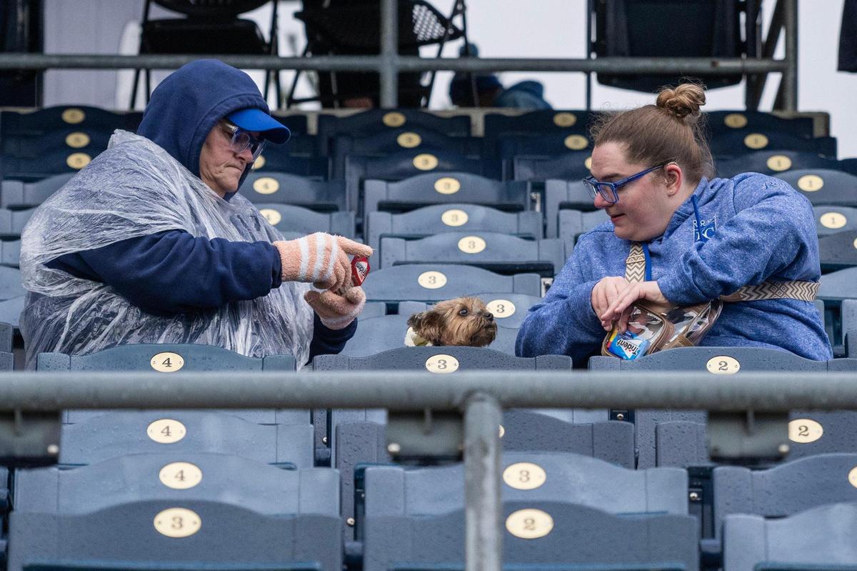 A small dog is seen sitting in the middle seat during Bark at the Park at an MLB game between the Kansas City Royals and the Baltimore Orioles on Friday, April 4, 2025, at Kauffman Stadium.