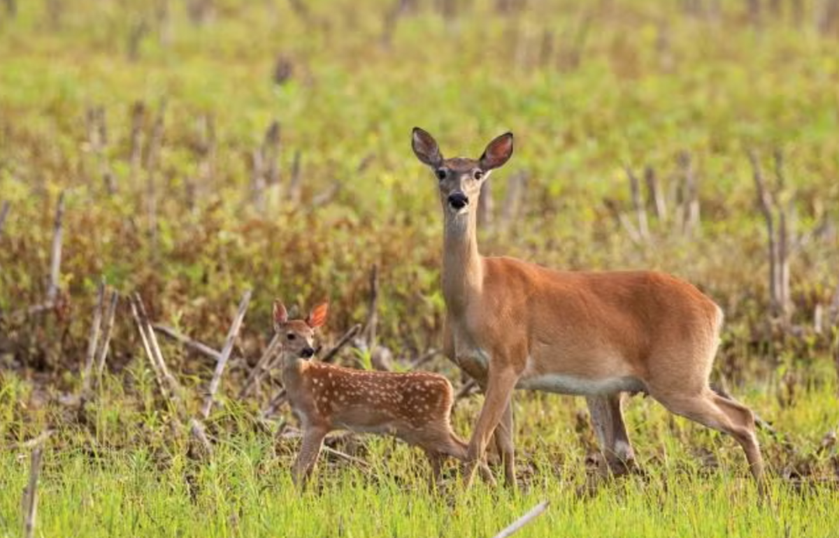 A white tailed doe and her fawn are seen in this field guide photo from the Missouri Department of Conservation. Alpha-gal syndrome occurs when a tick bites a mammal, like deer, and then bites a human. The tick acts as a middle-man, introducing a certain sugar — galactose-α-1,3-galactose — into the blood humans, who do not naturally produce the sugar according to Yale Medicine.
