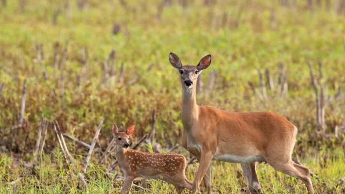 A white tailed doe and her fawn are seen in this field guide photo from the Missouri Department of Conservation.