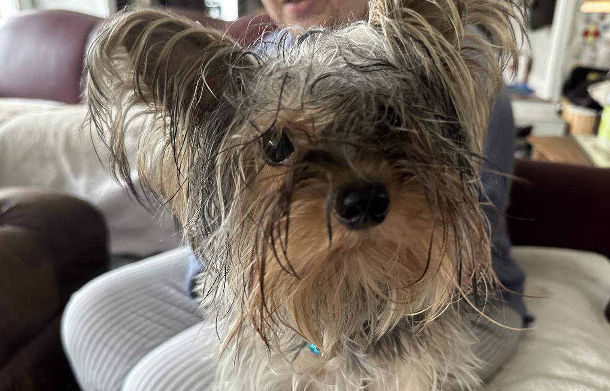 Teddy the Yorkie loves people, playing and pets, his owner says.