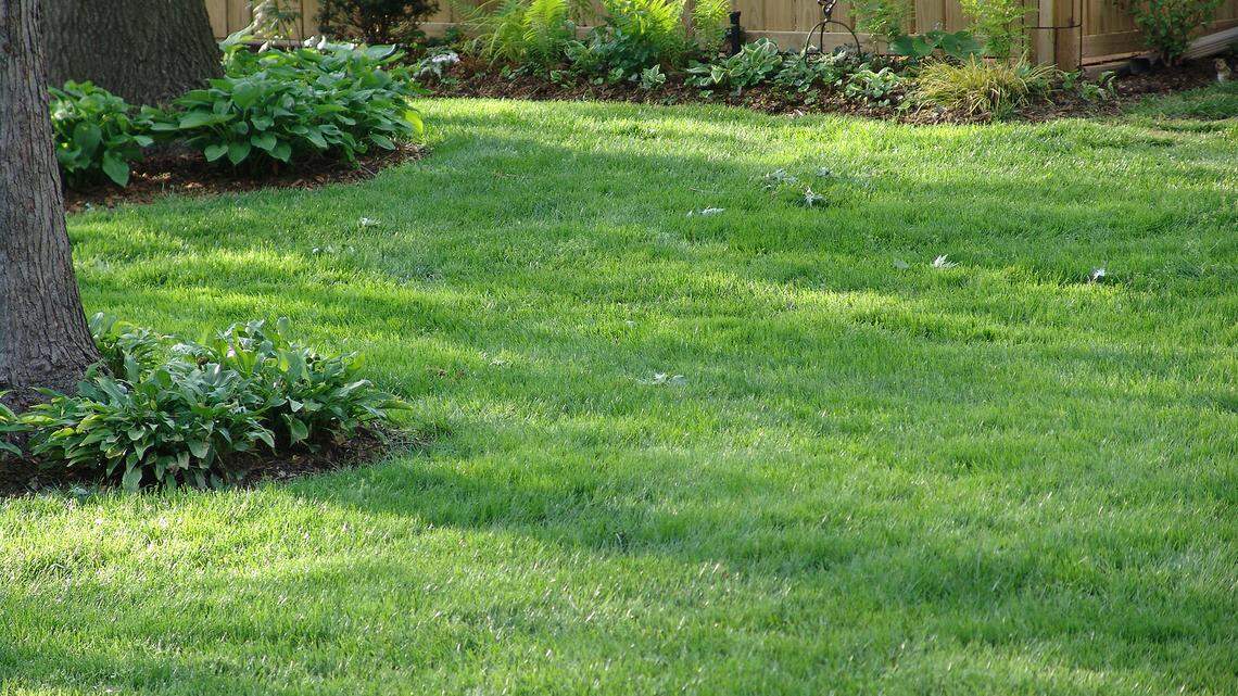 Get to know the turfgrass types to make the yard of your dreams