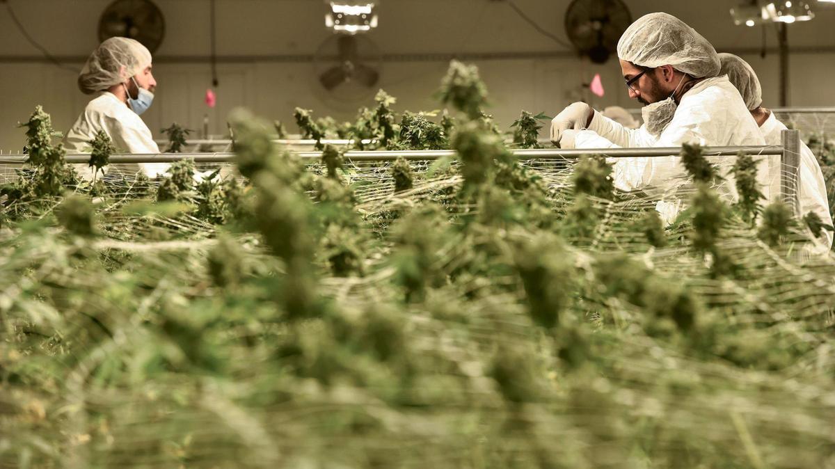 Trimmer Tariq Stand, right, removes leaves from marijuana plants about 7-10 days away from harvesting at Greenlight Dispensary’s cultivation plant in Kansas City.