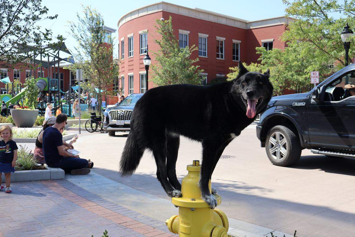 A dog from Dog Training Elite performs a trick by balancing on a fire hydrant.