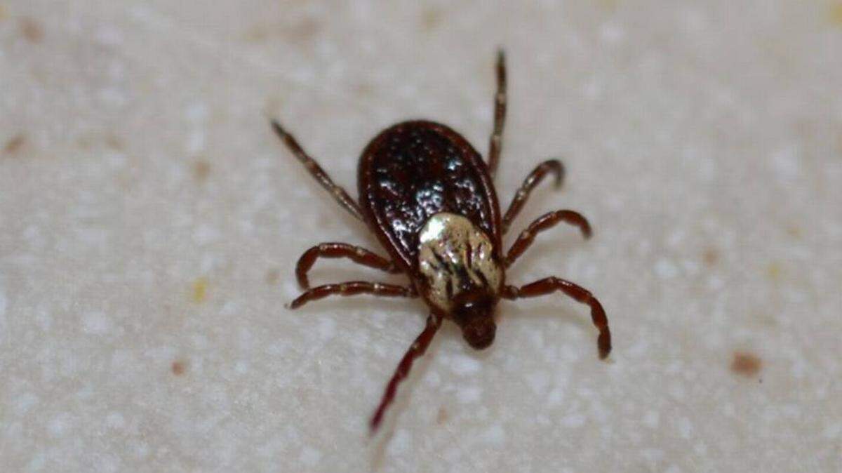Don’t let ticks take a bite out of your summer. There are ways to prevent the pesky critters for you and your pets.