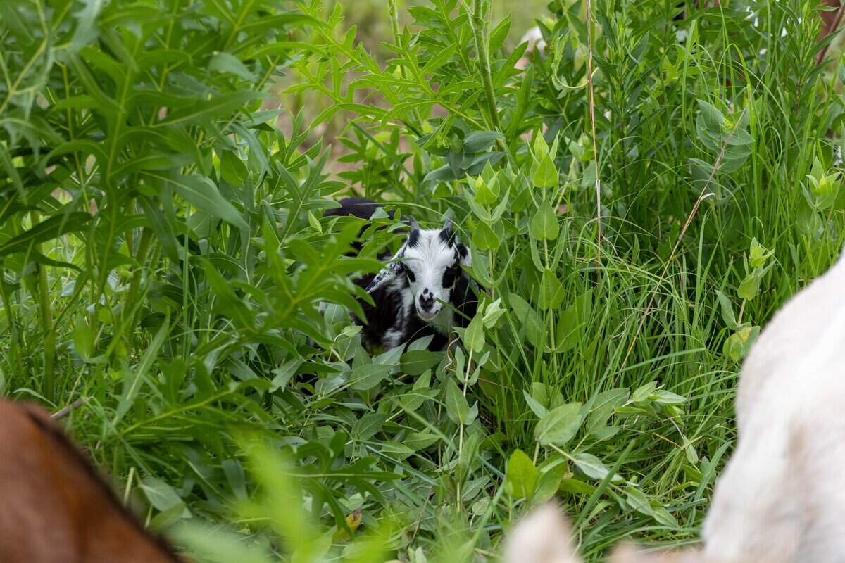 A goat from Goats Gone Green munches on invasive and unwanted weeds at Heritage Riverfront Trail on Wednesday, June 10, 2026. Several dozen goats are being used as environmentally friendly “mowers” to clear roughly two acres of overgrown land in the coming weeks.