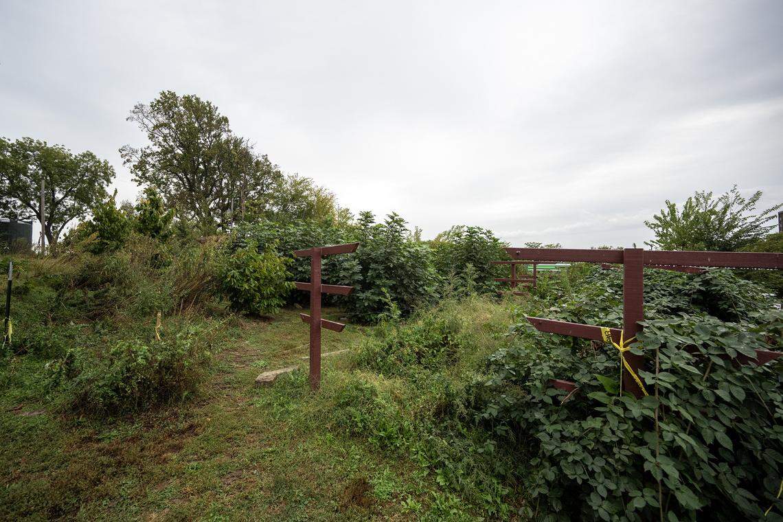 The community orchard is pictured in the Pendleton Heights neighborhood on Tuesday, Oct. 14, 2025, in Kansas City. The Maple Flats apartment building has proposed replacing the orchard with a parking lot for residents.