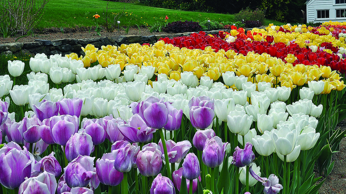 Tulips, daffodils, hyacinths, oh my! How to prepare now for your spring garden