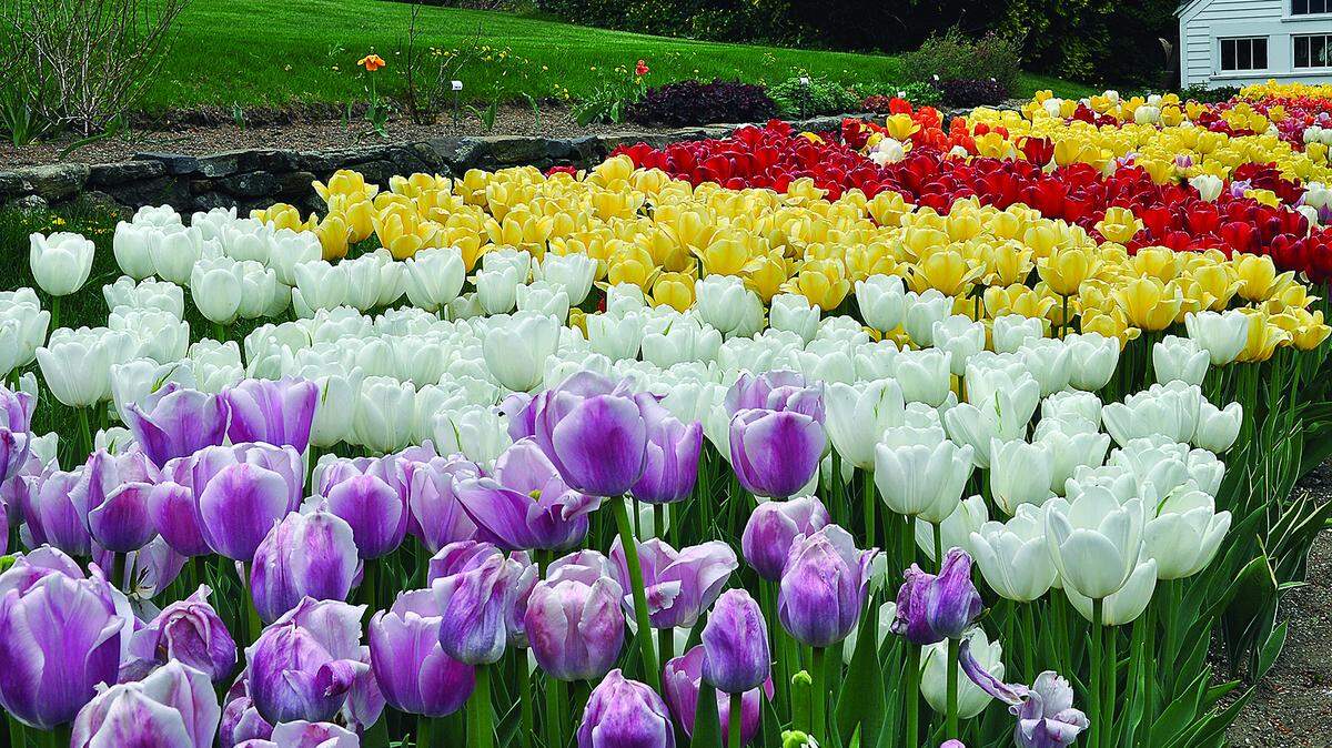 To get the commercial look of a tall, big mass of color or an even appearance when it comes to tulips, the bulbs should be treated as an annual not a perennial.