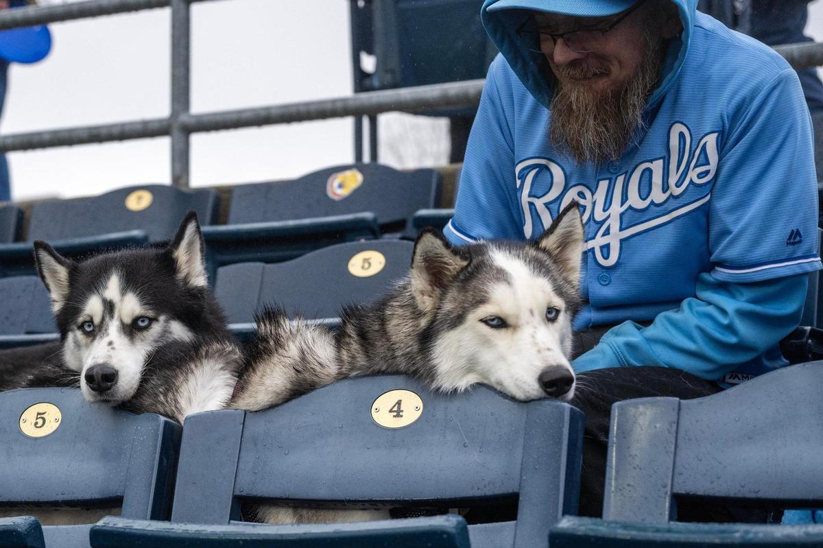 John Merilatt sits with his dogs, Panda and Royal, during Bark at the Park at an MLB game between the Kansas City Royals and the Baltimore Orioles on Friday, April 4, 2025, at Kauffman Stadium.