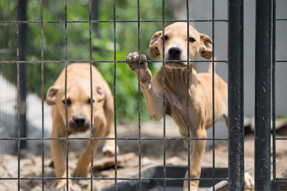 All the dogs will be transported to an ASPCA temporary shelter at an undisclosed location.