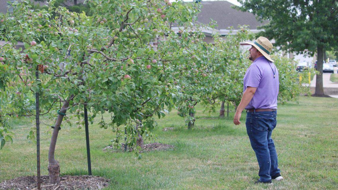 Anthony Reardon, horticulture small farms extension agent for Johnson County Extension, checks out some of the apples growing at the Sunset Community Garden in Olathe.