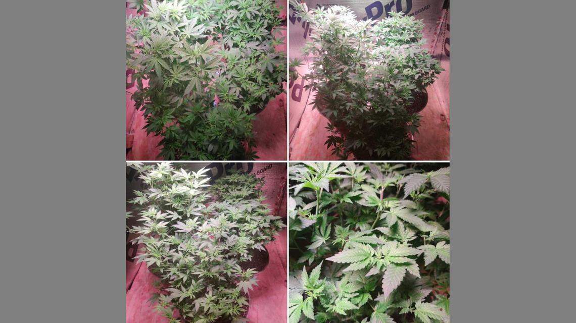Jeremy Anderson, a veteran who lives in Johnson County, Missouri, has a medical marijuana patient ID and caregiver ID, which means he can legally use and grow cannabis. He posted photos of his first harvest on Instagram.