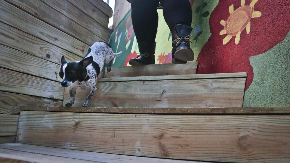 Pets are often used as means of control in domestic violence situations.